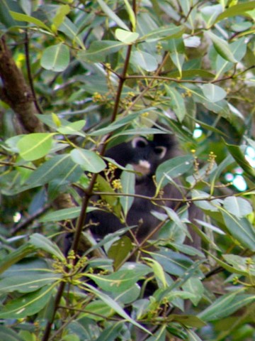 peeping white-nose monkey